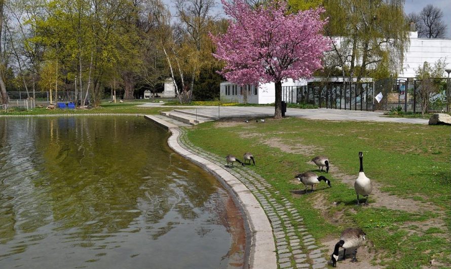 Les Meilleurs Parcs et Espaces Verts pour une Pause Naturelle à Nürnberg
