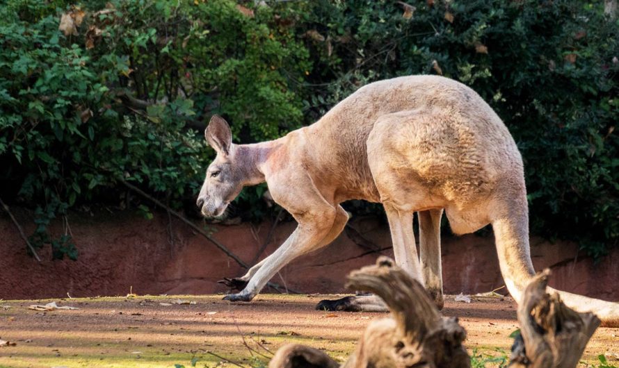 Explorer le Zoo de Hannover : Une aventure pour toute la famille